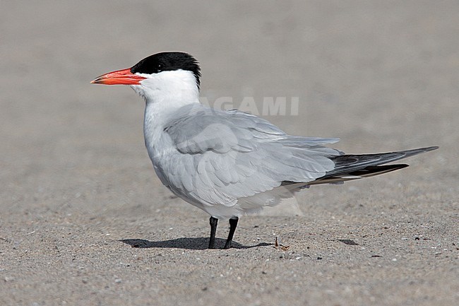 Adult breeding
Los Angeles Co., CA
May 2009 stock-image by Agami/Brian E Small,