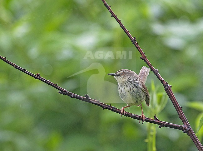 Drakensberg Prinia (Prinia hypoxantha) in South Africa. stock-image by Agami/Pete Morris,