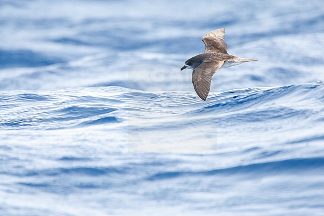 Desertas Petrel (Pterodroma deserta) flying low over the sea surfaceoff Madeira in the northern Atlantic ocean. A small seabird in the gadfly petrel genus. stock-image by Agami/Marc Guyt,