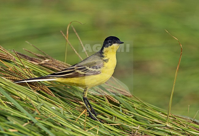 Volwassen Balkankwikstaart; Adult Black-headed Wagtail stock-image by Agami/Markus Varesvuo,