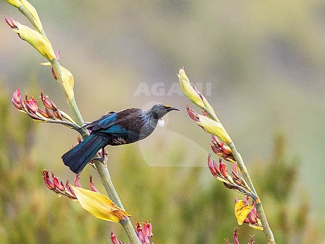 Chatham Island Tui (Prosthemadera novaeseelandiae chathamensis) on mainland Chatham Island off New Zealand. Foraging on tropical flowers in the rain. stock-image by Agami/Marc Guyt,