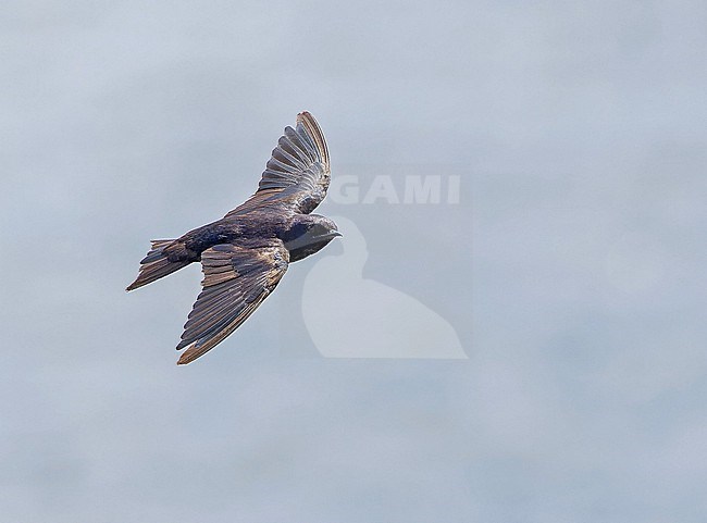 Flying Galápagos martin (Progne modesta) on the Galapagos Islands, part of the Republic of Ecuador. stock-image by Agami/Pete Morris,