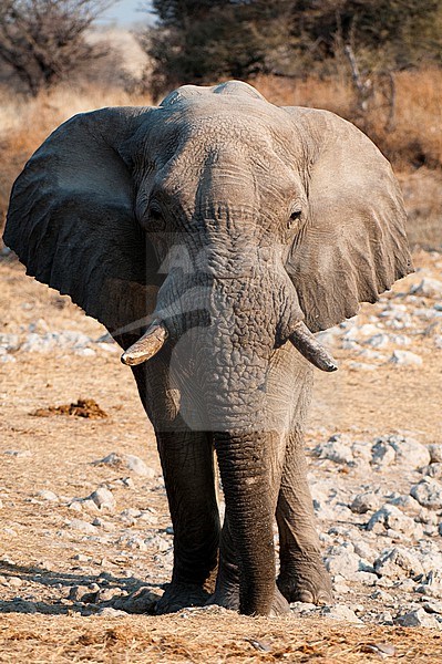 A portrait of an elephant, Loxodonta africana, with ears flared. Etosha National Park, Namibia. stock-image by Agami/Sergio Pitamitz,