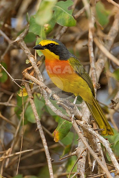 Orange-breasted Bush-Shrike (Telophorus sulfureopectus) perched in a bush stock-image by Agami/Dubi Shapiro,