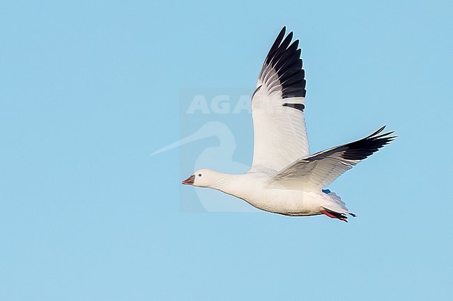 Adult
Colusa Co., CA
January 2023 stock-image by Agami/Brian E Small,