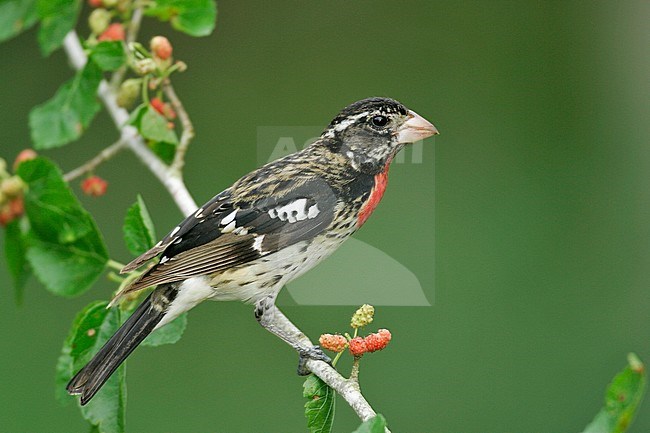 Volwassen mannetje Roodborstkardinaal, Adult male Rose-breasted Grosbeak stock-image by Agami/Brian E Small,