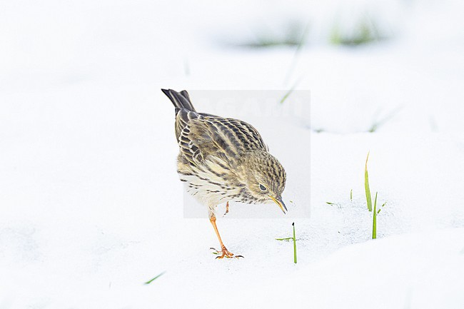 Graspieper, Meadow Pipit, Anthus pratensis stock-image by Agami/Menno van Duijn,