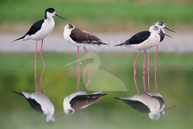 Black-winged Stilt (Himantopus himantopus), a small flock resting in the water, Campania, Italy stock-image by Agami/Saverio Gatto,