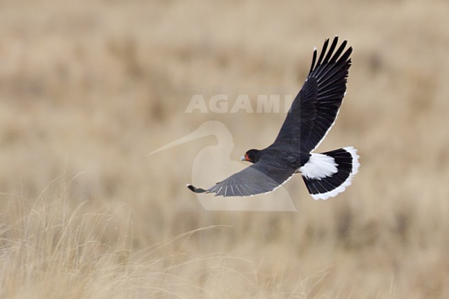 Andescaracara in vlucht, Mountain Caracara in flight stock-image by Agami/Dubi Shapiro,