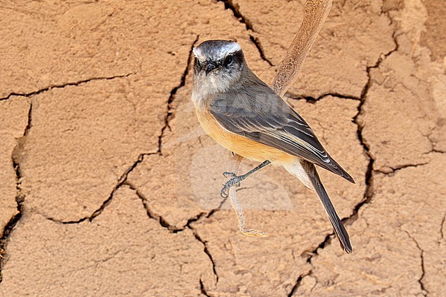 D'Orbigny's Chat-Tyrant (Ochthoeca oenanthoides oenanthoides) perched stock-image by Agami/Andy & Gill Swash ,