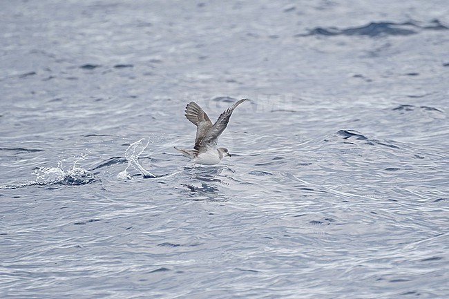 Desertas Petrel (Pterodroma deserta) at sea off Madeira. Taking off from the water surface. stock-image by Agami/Pete Morris,