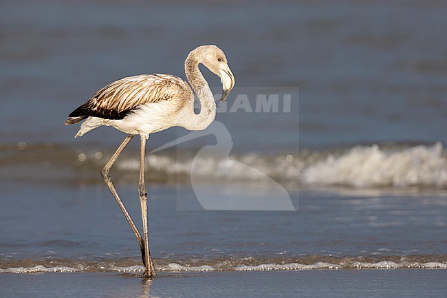 Greater Flamingo (Phoenicopterus roseus), side view of a juvenile standing on the shore, Campania, Italy stock-image by Agami/Saverio Gatto,