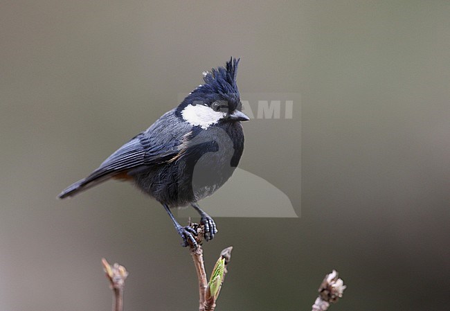 Adult Rufous-naped Tit (Periparus rufonuchalis) in India. stock-image by Agami/James Eaton,