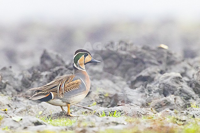  stock-image by Agami/Menno van Duijn,