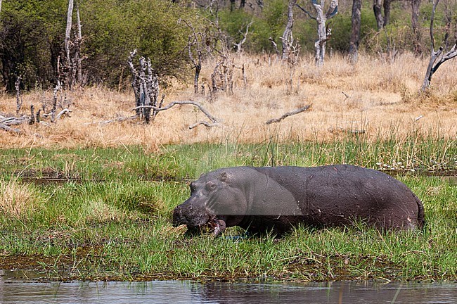 A hippopotamus, hippopotamus amphibius, eating water plants. Okavango Delta, Botswana. stock-image by Agami/Sergio Pitamitz,