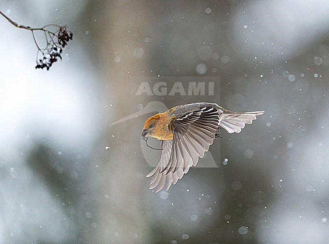 Pine Grosbeak (Pinicola enucleator) in flight. Taking off from a tree, showing upper wing stock-image by Agami/Markku Rantala,