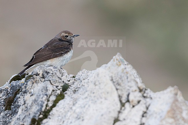 Pied Wheatear (Oenanthe pleschanka), Tajikistan, adult female stock-image by Agami/Ralph Martin,
