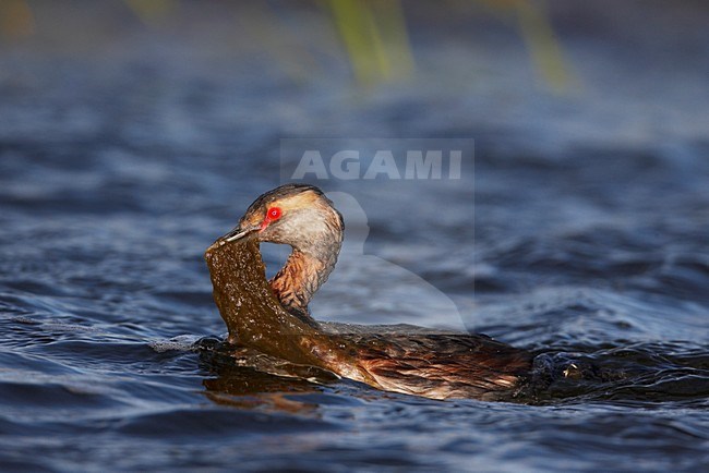 Kuifduiker zwemmend met nestmateriaal; Horned Grebe swimming with nest material stock-image by Agami/Markus Varesvuo,