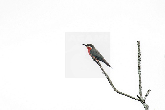 Rosy Bee-eater (Merops malimbicus) in Gabon. stock-image by Agami/Pete Morris,