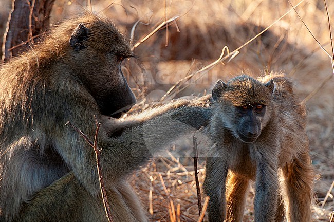 An adult Chacma baboon, Papio cynocephalus, grooming a young baboon. Chobe National Park, Kasane, Botswana. stock-image by Agami/Sergio Pitamitz,