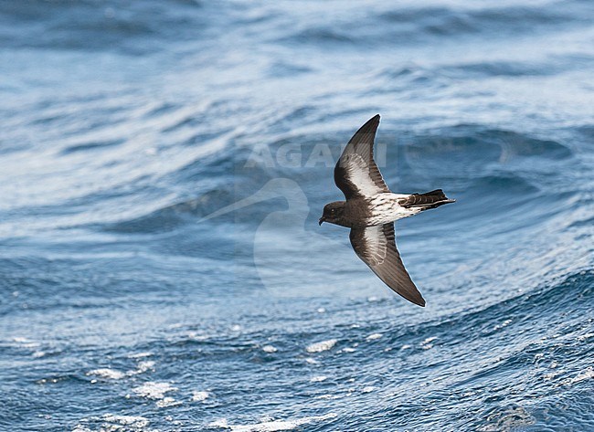 New Zealand Storm Petrel (Fregetta maoriana), a critically endangered seabird species endemic to New Zealand. Flying above the ocean surface. stock-image by Agami/Arie Ouwerkerk,