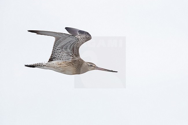 A juvenile/first winter Bar-tailed Godwit (Limosa lapponica) on migration above Helgoland, German Bight stock-image by Agami/Mathias Putze,