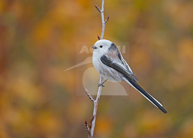 Long-tailed Tit with food perched, Staartmees met voedsel zittend stock-image by Agami/Markus Varesvuo,