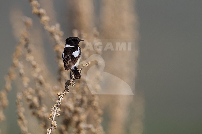 Siberian Stonechat - Pallasschwarzkehlchen - Saxicola maurus, Kazakhstan, adult male stock-image by Agami/Ralph Martin,