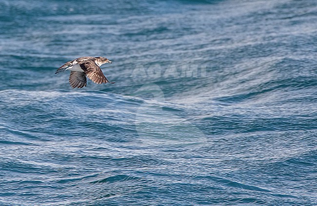 Common diving-petrel, Pelecanoides urinatrix urinatrix) at sea in the Hauraki Gulf, north island, New Zealand. stock-image by Agami/Marc Guyt,