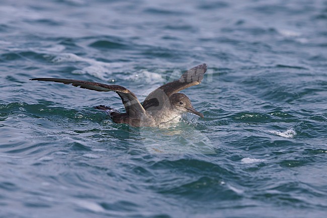 Vale Pijlstormvogel vliegend over de zee, Balearic Shearwater in flight over sea stock-image by Agami/Daniele Occhiato,