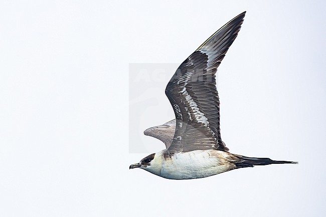  stock-image by Agami/Menno van Duijn,