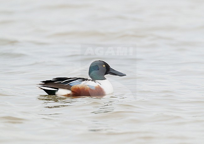 Adult male Northern Shoveler (Spatula clypeata) swimming on water, in sideview stock-image by Agami/Ran Schols,