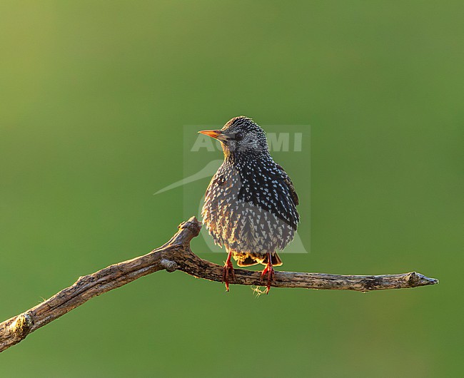 Common Starling (Sturnus vulgaris) in canopy of a tree in a garden of a rural house in Hungary. stock-image by Agami/Marc Guyt,