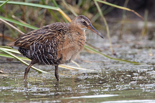 Adult 
Chambers Co., TX 
April 2010 stock-image by Agami/Brian E Small,