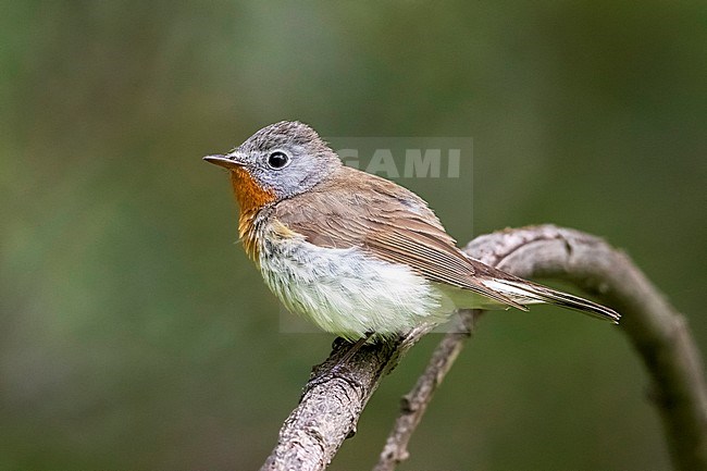 Male Red-breasted Flycatcher perched on a tree in Monetnyy, near Ekaterinburg, Russian Federation. June 2016. stock-image by Agami/Vincent Legrand,