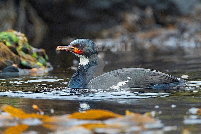 Campbell Shag (Leucocarbo campbelli) on Campbell island in subantarctic New Zealand. Adult swimming in the midst of seaweed just next to the coastal rocky shore. stock-image by Agami/Marc Guyt,