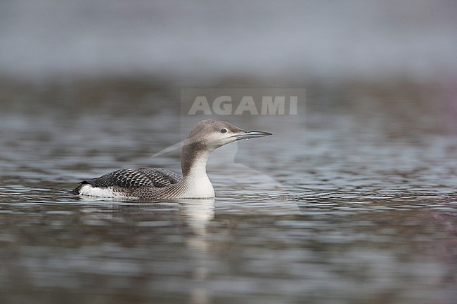  stock-image by Agami/Arie Ouwerkerk,