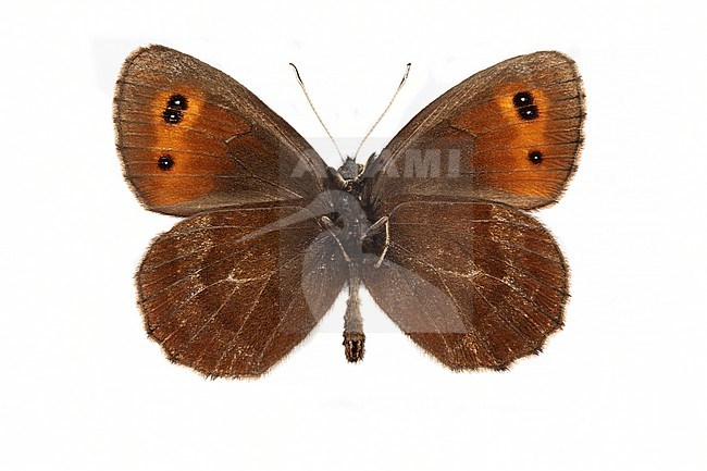 Scotch Argus; zomererebia, Erebia aethiops stock-image by Agami/Wil Leurs,