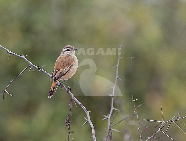 Kalahari Scrub Robin (Cercotrichas paena) in Angola. stock-image by Agami/Pete Morris,