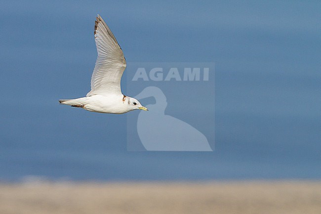 Drieteenmeeuw, Black-legged Kittiwake, Rissa tridactyla first summer, 2cy stock-image by Agami/Menno van Duijn,