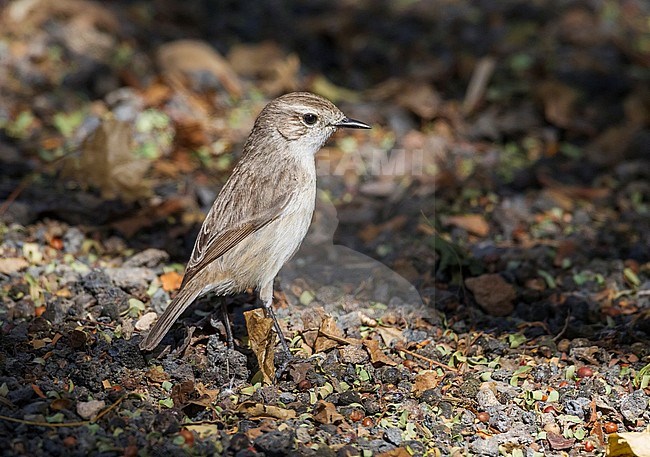 Female perched near Hostel stock-image by Agami/Vincent Legrand,