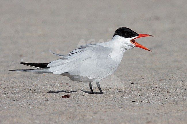 Adult breeding
Los Angeles Co., CA
May 2009 stock-image by Agami/Brian E Small,