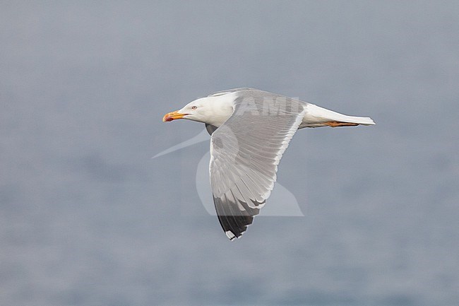 Yellow-legged gull (Larus michaellis), adult in flight, with the sea as background stock-image by Agami/Sylvain Reyt,