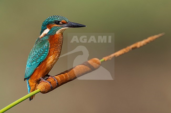 Common Kingfisher, Alcedo atthis, perched on a twig in Italy. stock-image by Agami/Daniele Occhiato,