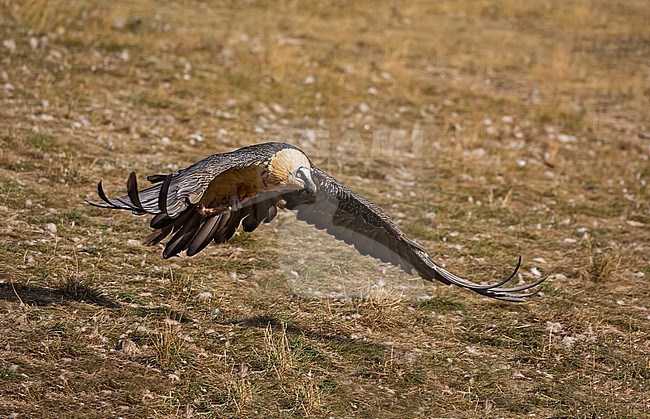 Bearded Vulture in flight, Lammergier in de vlucht stock-image by Agami/Alain Ghignone,