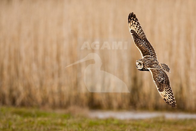 Velduil jagend; Short-eared Owl hunting stock-image by Agami/Menno van Duijn,