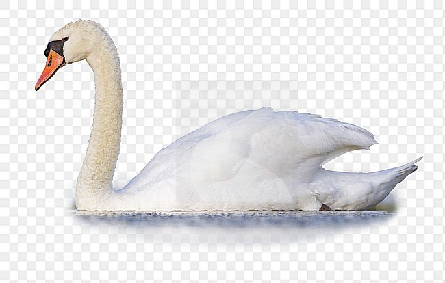 Mute Swan - Höckerschwan - Cygnus olor, Germany, adult stock-image by Agami/Ralph Martin,