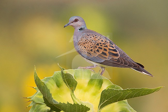 Adult Eurasian Turtle Dove, Streptopelia turtur, in Italy. stock-image by Agami/Daniele Occhiato,