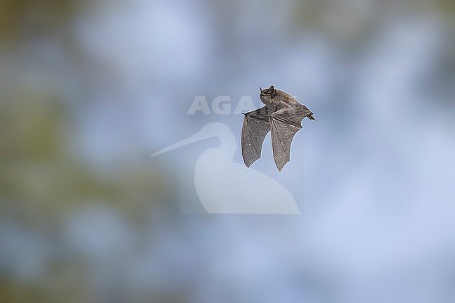 Common Pipistrelle (Pipistrellus pipistrellus) flying over Domaine des Silex, Brussels, Brabant, Belgium. stock-image by Agami/Vincent Legrand,