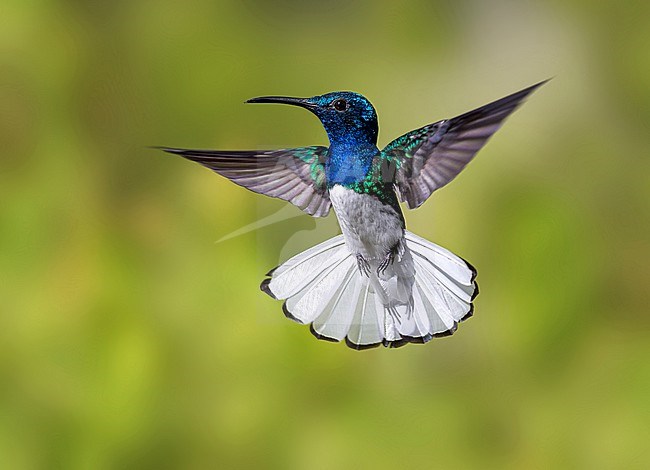 White-necked Jacobin, Florisuga mellivora mellivora, male in flight, hovering stock-image by Agami/Andy & Gill Swash ,